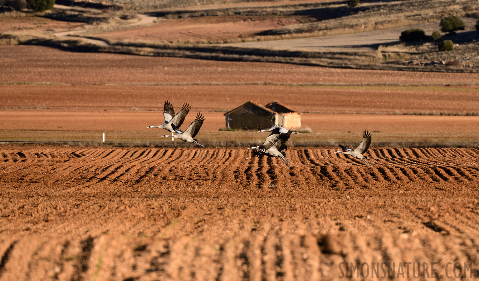 Grus grus [400 mm, 1/1600 Sek. bei f / 8.0, ISO 1000]